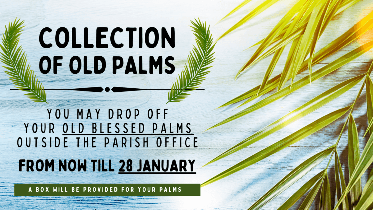 Collection-of-Old-Palms