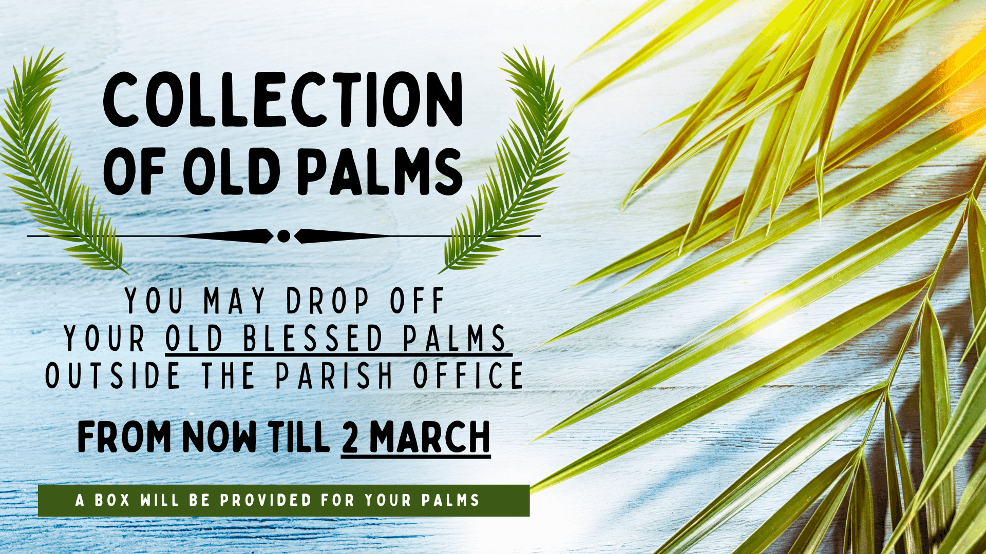 Collection-of-Old-Palms-2025